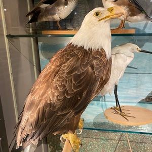 Meet your Posher, Adam